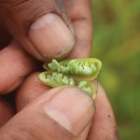 Crotalaria calycina Schrank